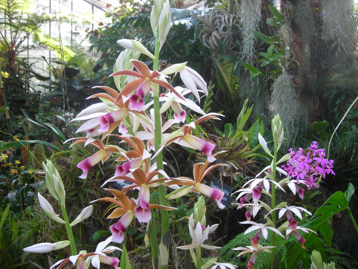 Orchideenausstellung