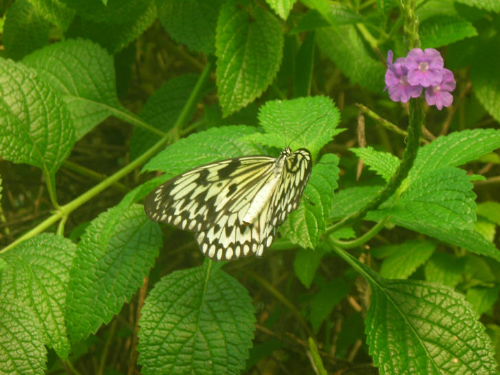 Schmetterling - Papiliorama